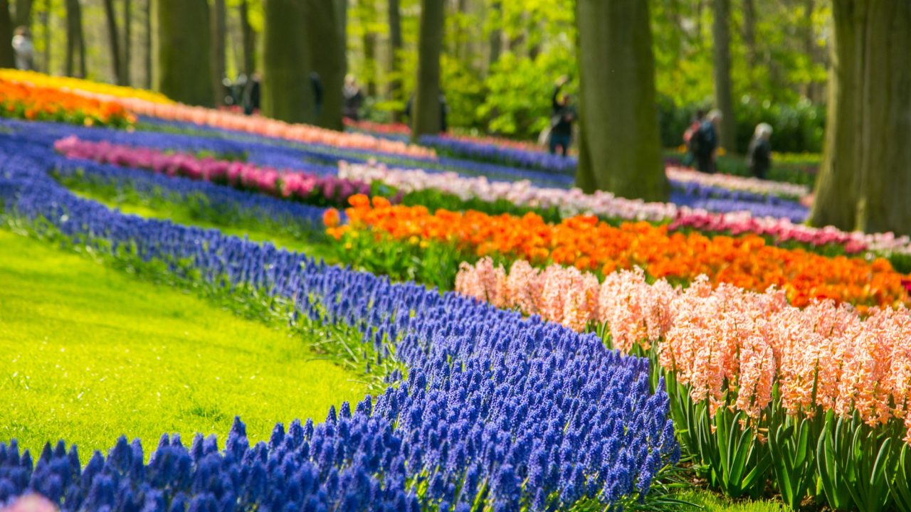 Keukenhof